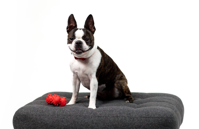Bryant-Pup-Gray-Bed-Red-Toy